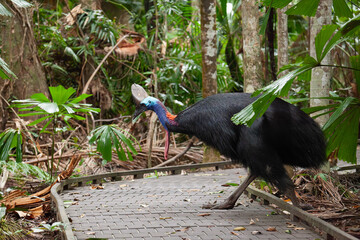 Southern cassowary in the Australian rainforest - Daintree National Park. 