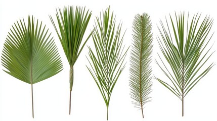 Tropical Palm Leaves   Branches Isolated on White Background