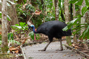 Southern cassowary in the Australian rainforest - Daintree National Park. 