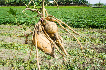 Farmer is holding a bunch of sweet potatoes on the farmland in Kaohsiung, Taiwan.
