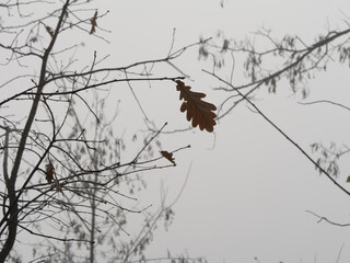 Autumn leaves