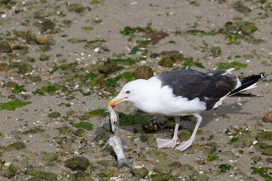 Seagull with Fish on Sandy Beach Shoreline