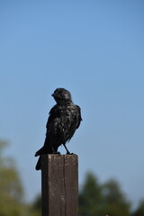 A raven is standing on a wooden pile outdoors in sunny day.
