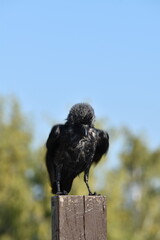 A raven is standing on a wooden pile outdoors in sunny day.