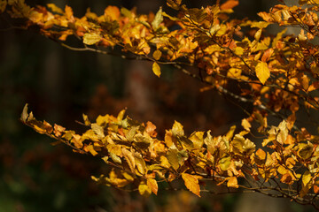 Autumn nature leaf colors with bokeh background