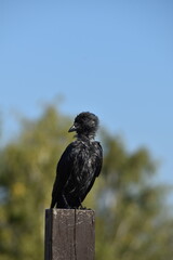 A raven is standing on a wooden pile outdoors in sunny day.