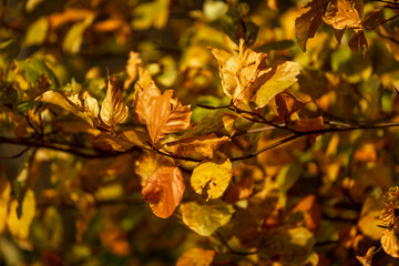 Autumn nature leaf colors with bokeh background