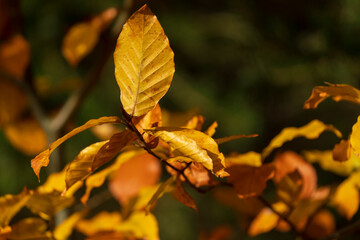 Autumn nature leaf colors with bokeh background
