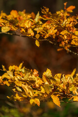 Autumn nature leaf colors with bokeh background