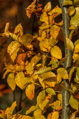 Autumn nature leaf colors with bokeh background