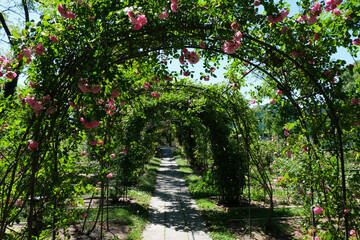 Il Roseto del Parco di San Giovanni a Trieste, Friuli-Venezia Giulia, Italia.