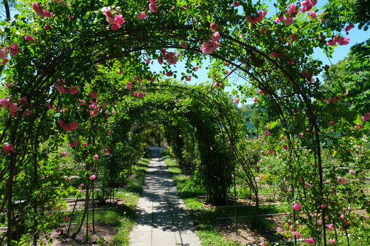 Il Roseto del Parco di San Giovanni a Trieste, Friuli-Venezia Giulia, Italia.