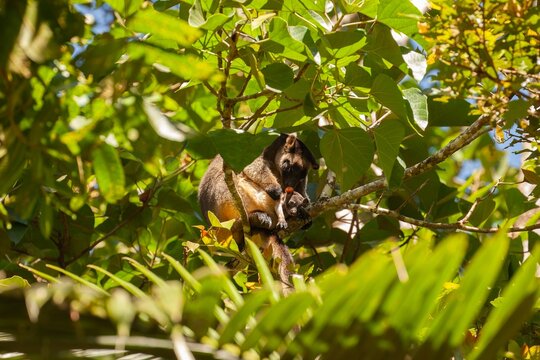 lumholtzs tree kangaroo with baby in a pouch - Atherton Tablelands