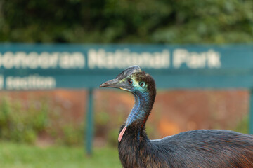 Juvenal Southern cassowary in Wooroonooran National Park.
