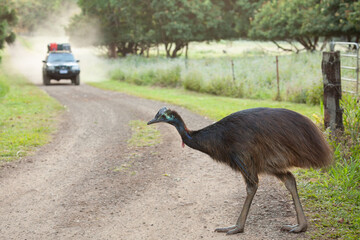 Fototapeta premium Juvenal Southern cassowary is crossing the road