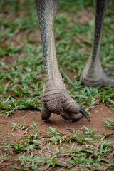 Claws of a Young  Southern cassowary