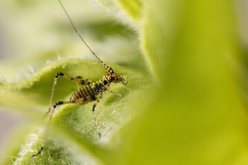 closeup view of insect at nature