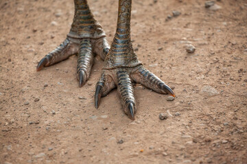 Claws of a Young  Southern cassowary