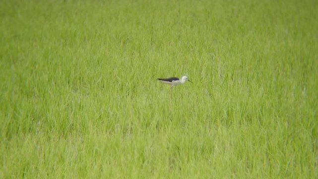 Black-winged stilt seeking food in wetland grass surface near Pathum Thani Rice Research Center. natural color, soft light