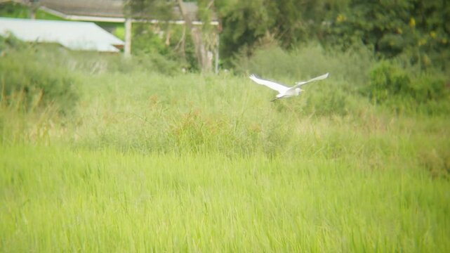 Tracking shot of White bird Little Egret flying abrove wetland grass surface near Pathum Thani Rice Research Center. natural color, soft light,