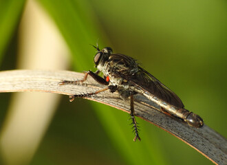Close up of robberfly on dry leaf