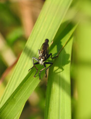 Front view of robberfly on leaf