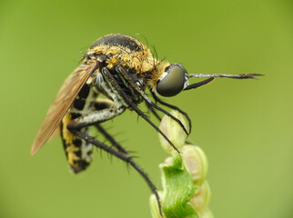 Close up of Toxophora on a plant