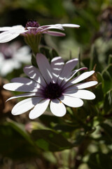 Flor margarita blanca y morada con sombra