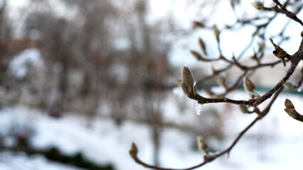 magnolia buds in ice. magnolia branch in early spring, close-up. Magnolia buds after the first snow. isolated on natural blurred background. beauty of nature. autumn park. cold season. space for text