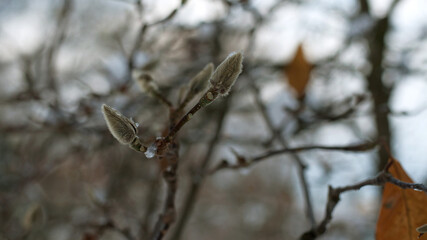 magnolia buds in ice. magnolia branch in early spring, close-up. Magnolia buds after the first snow. isolated on natural blurred background. beauty of nature. autumn park. cold season
