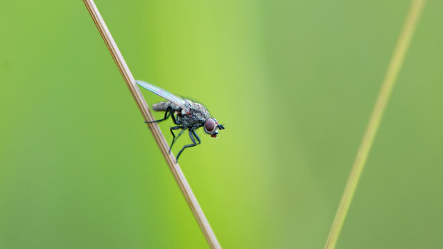 Leptohylemoya coarctata. Delia coarctata. The fly is a pest. A parasite of agricultural fields. Insect sitting on the grass, isolated on the natural background. macro nature. close-up