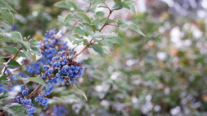 blue forest berries on a branch with leaves. Close-up of wild growing bush with berries. forest, natural background. berries with green leaves. winter season, cold time of year. autumn, first frost