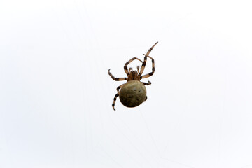 Araneus quadratus. a large cross spider sits in her spider's web and lurks for prey. spider on a web. macro nature. isolated on white. predator on the hunt. arthropod close-up. horror, halloween