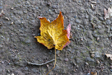 Close up of a dry autumn leaf on cracked soil, capturing the beauty and emotion of fall with a unique, high-quality nature photograph