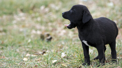 photos with a homeless puppy. little dog. home animal. pet care. black homeless puppy. Cute puppy. veterinary, homeless animal problem, hungry puppy. open mouth, yawns, wants to sleep
