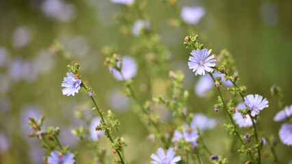 Chicory. beautiful meadow flower. Blue common chicory flower isolated on light blurred natural background. delicate blue wildflower close-up. nature macro photo. space for text. selective focus