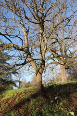 Obraz premium Tree in the Park with Sky View, Scenic Nature Landscape under Blue Sky