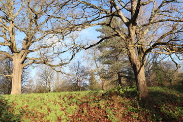 Obraz premium Tree in the Park with Sky View, Scenic Nature Landscape under Blue Sky