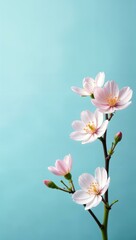 Fototapeta premium Tender spring flowers on a soft blue background, space for text on the right, spring, March 8, International Women's Da