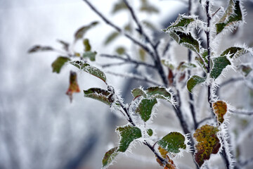 leaf on a branch in frost needles. Morning frost. Rime. Late fall, first frost, on a tree branch. winter background. leaves are covered with white frost. low temperature. beauty of nature. season