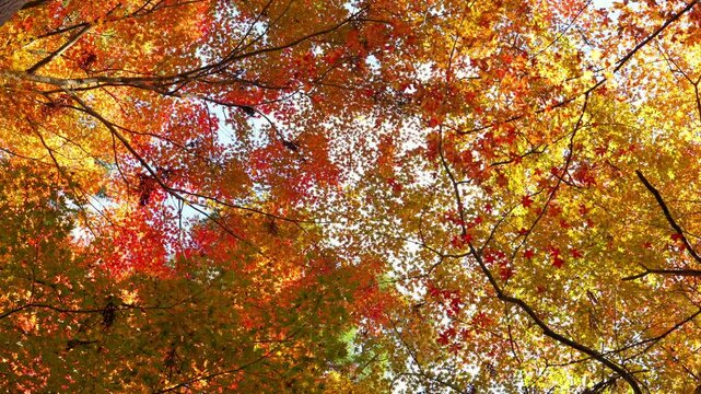 Colorful maple leaves illuminated by sunlight, a typical Japanese autumnal scene.