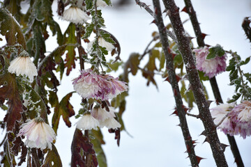 flowers late autumn. Rime. morning frost. Bushes chrysanthemums covered with frost. first frosts. cold season. low temperature. winter background. close-up. autumn morning frosts, garden, flowerbed
