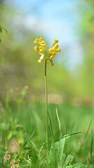 wild primrose Oxlip, Primula elatior in nature. Primula elatior one of the first spring flowers. wild yellow flower in the forest. spring natural background. selective focus