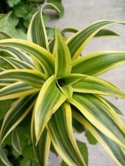 Beautiful brightly colored hedge plants