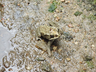 Black frog in the ditch