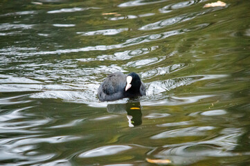 Blässhuhn auf dem Wasser