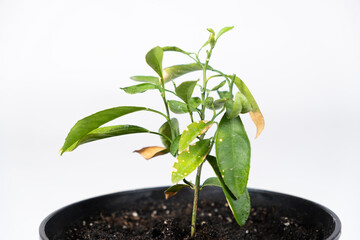 Yellow leaves of a young orange tree. Difficulties in growing an orange tree, gardening.