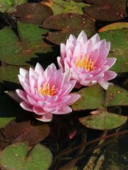 pink water lily