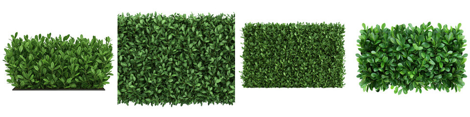 Obraz premium Lush and meticulously manicured boxwood hedge creating a formal garden boundary design with a dense geometric pattern and texture of the green foliage