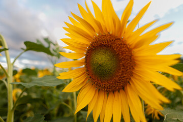A stunning sunflower stands tall among its peers, soaking in the warm hues of the evening light.